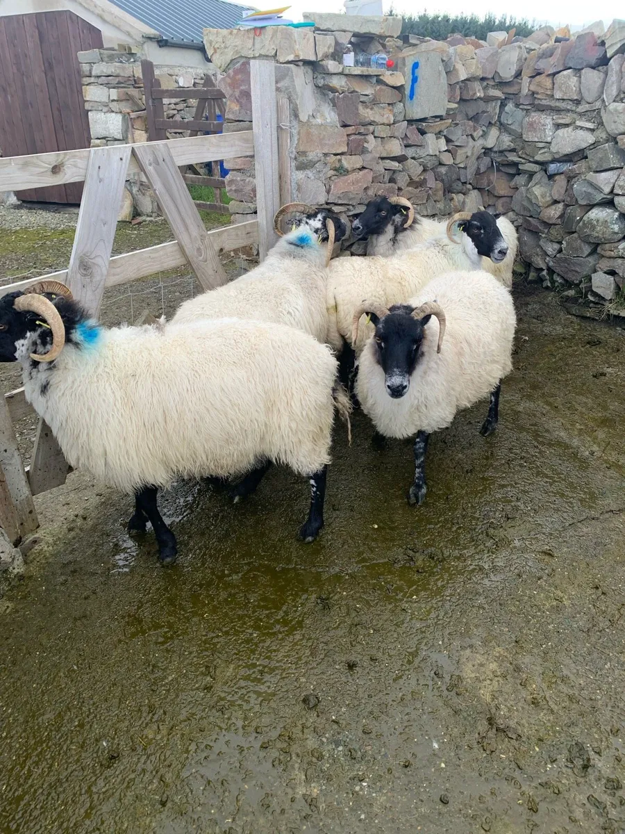 Ewes & hoggets - Image 1