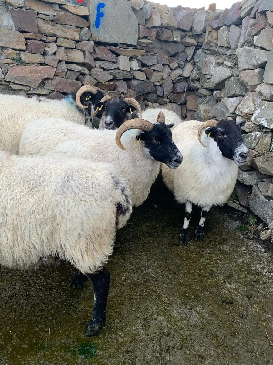 Ewes & hoggets - Image 2