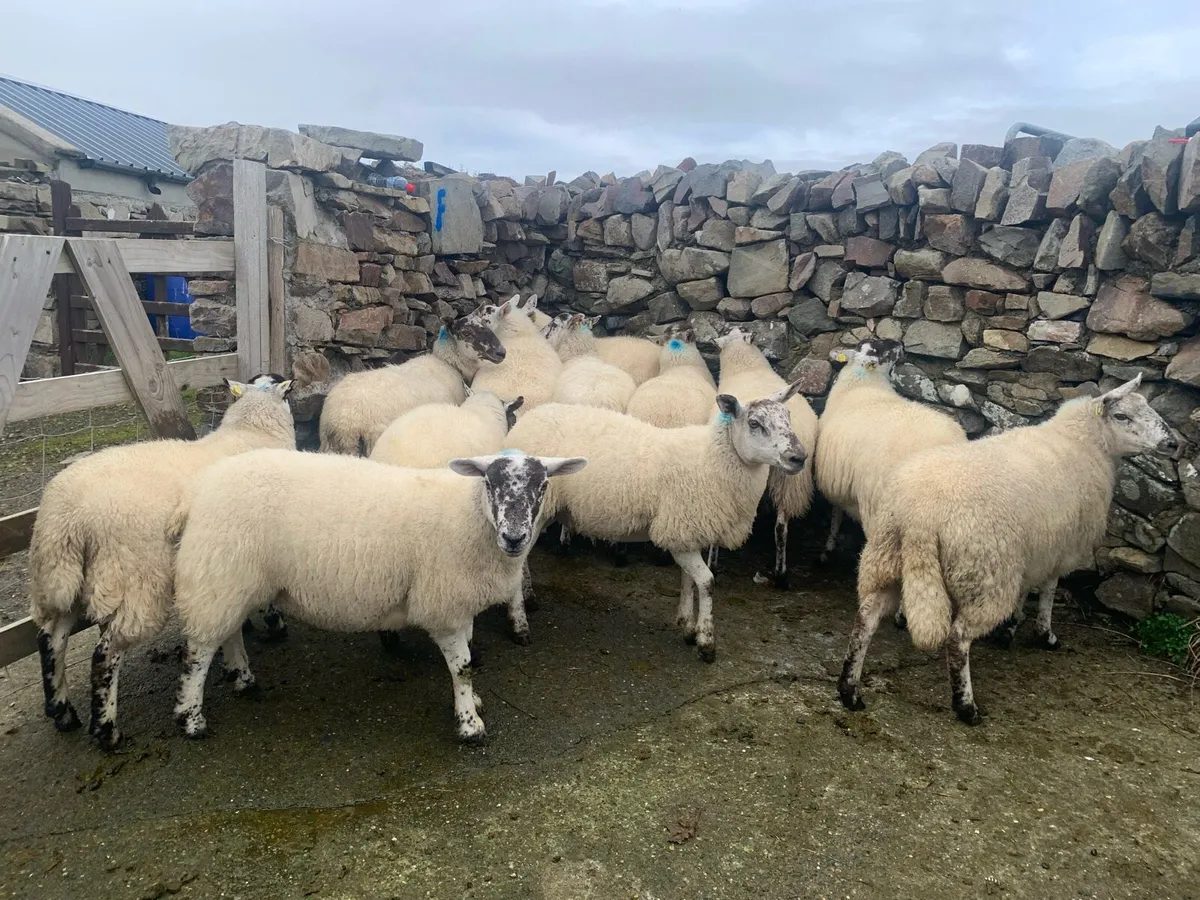 Ewes & hoggets - Image 3