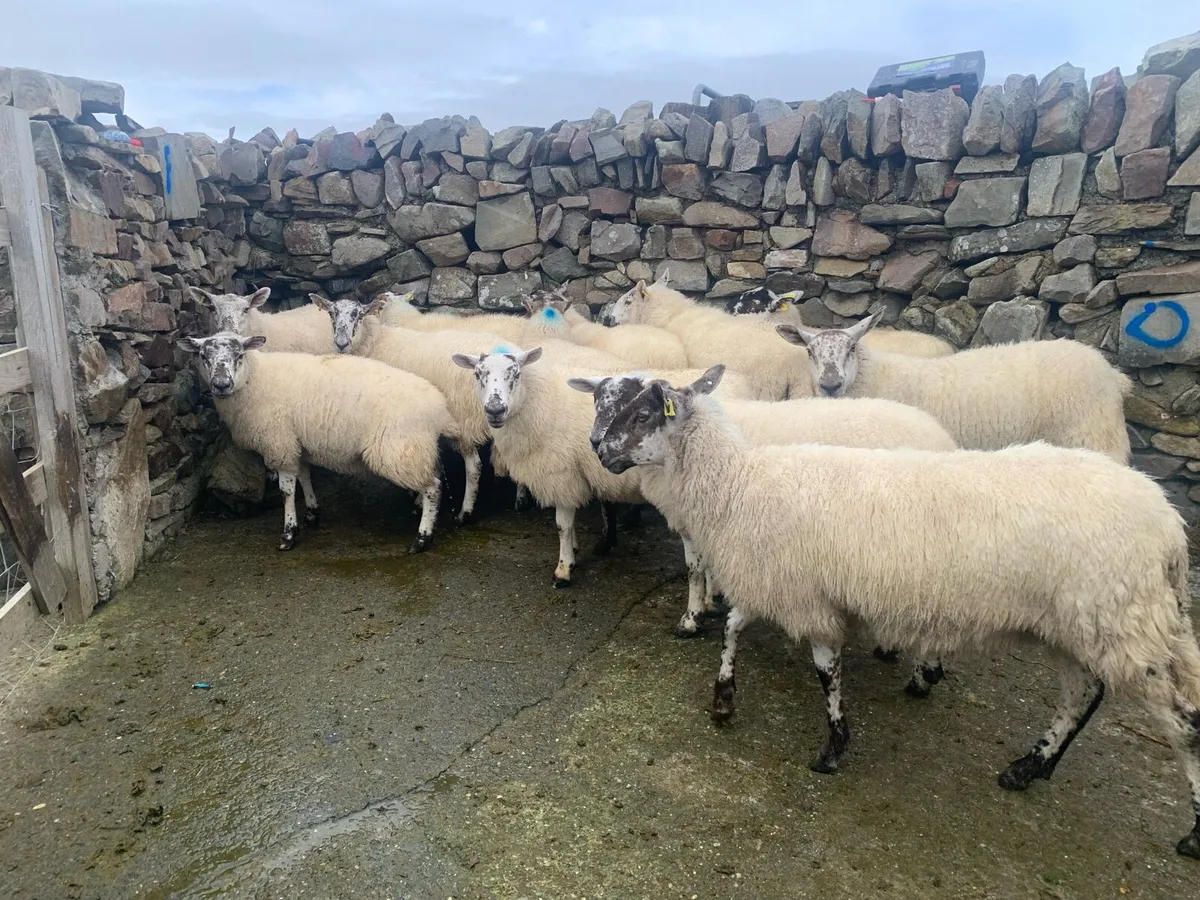 Ewes & hoggets - Image 4