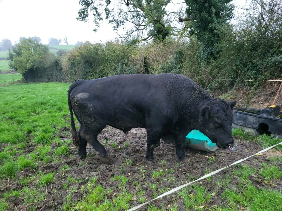 Aberdeen angus bull - Image 1