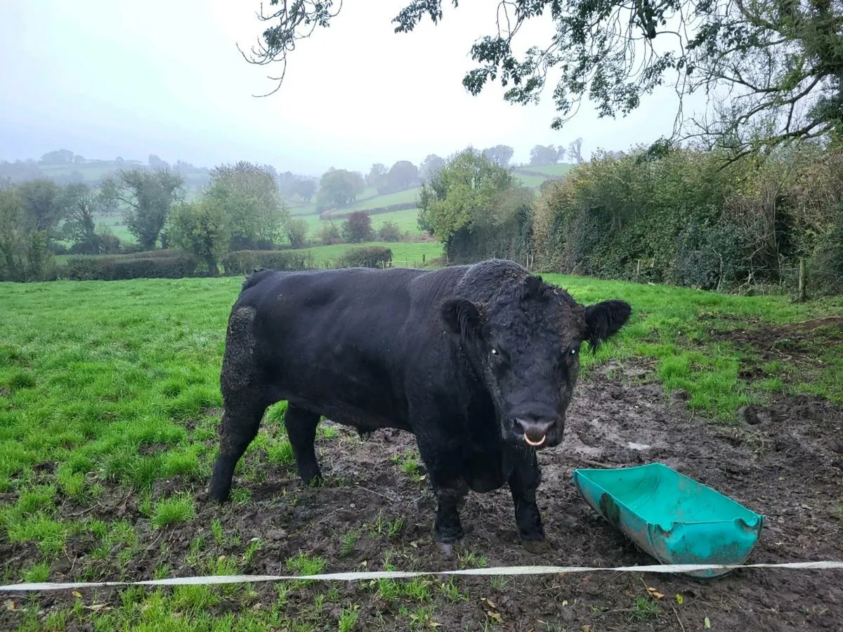 Aberdeen angus bull - Image 2