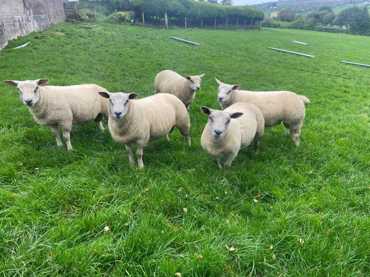 CharTex Ram Lambs - Image 1