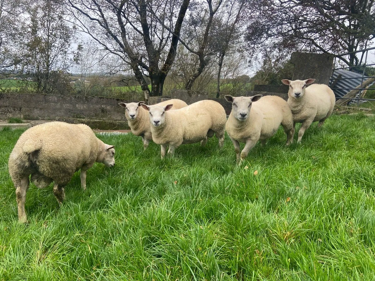 CharTex Ram Lambs - Image 2