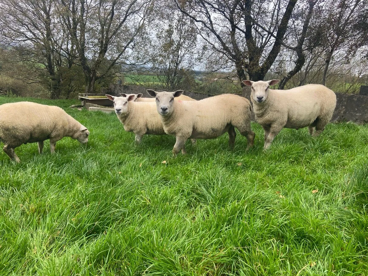 CharTex Ram Lambs - Image 3