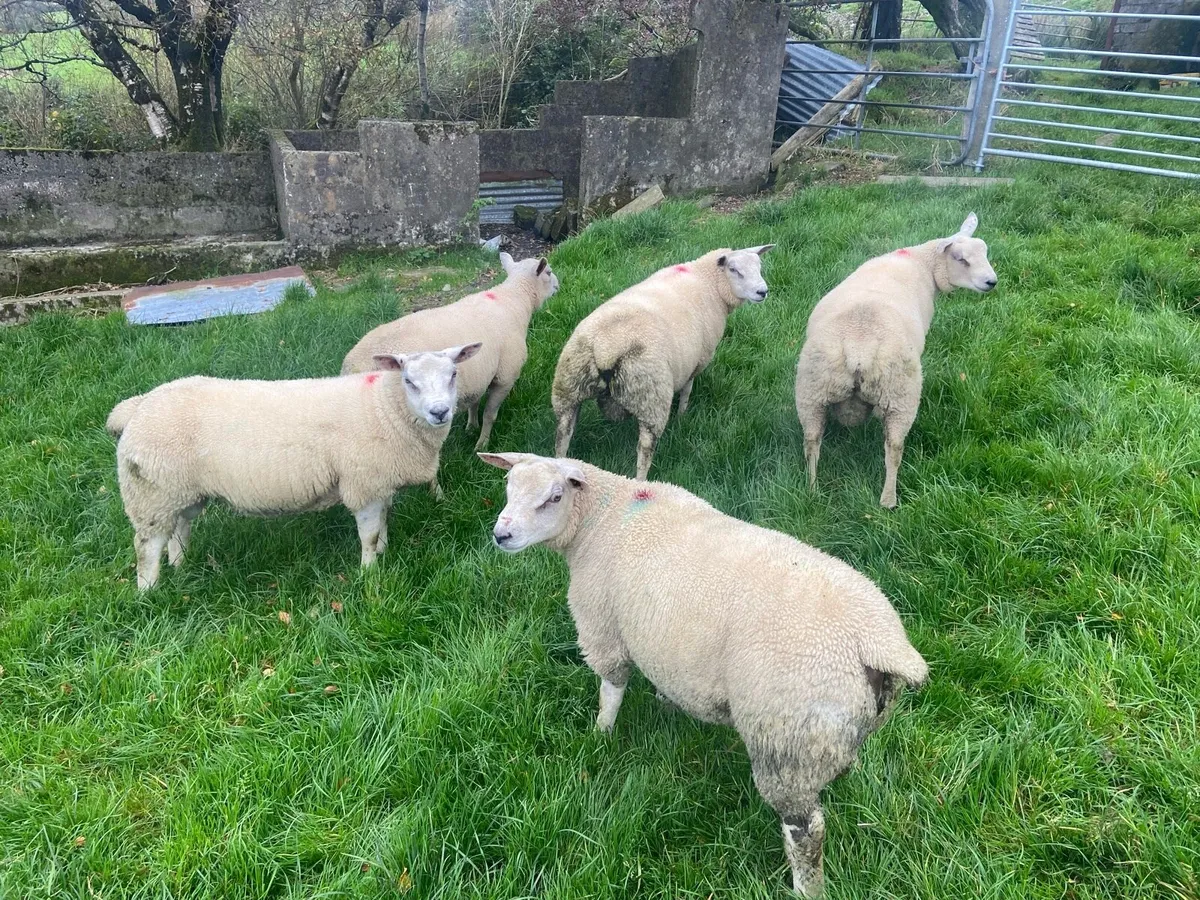 CharTex Ram Lambs - Image 4