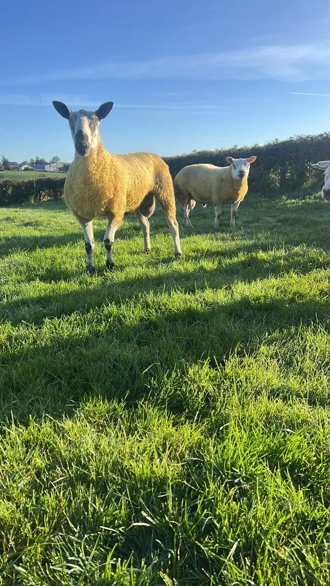 Ram - Image 1