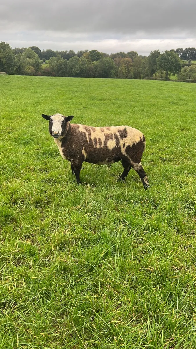 Ram - Image 2