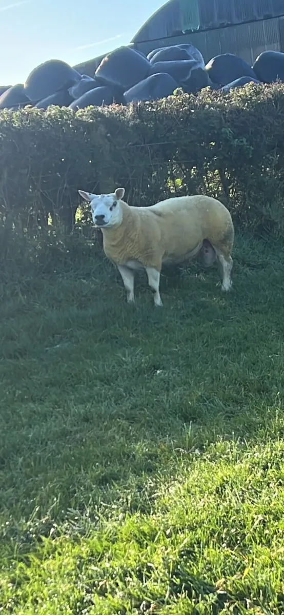 Ram - Image 3