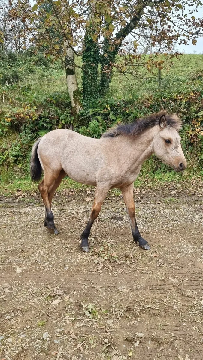 Beautiful Connemara Filly. - Image 1