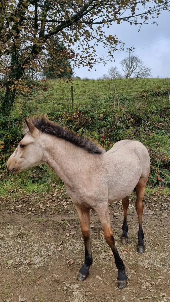 Beautiful Connemara Filly. - Image 2