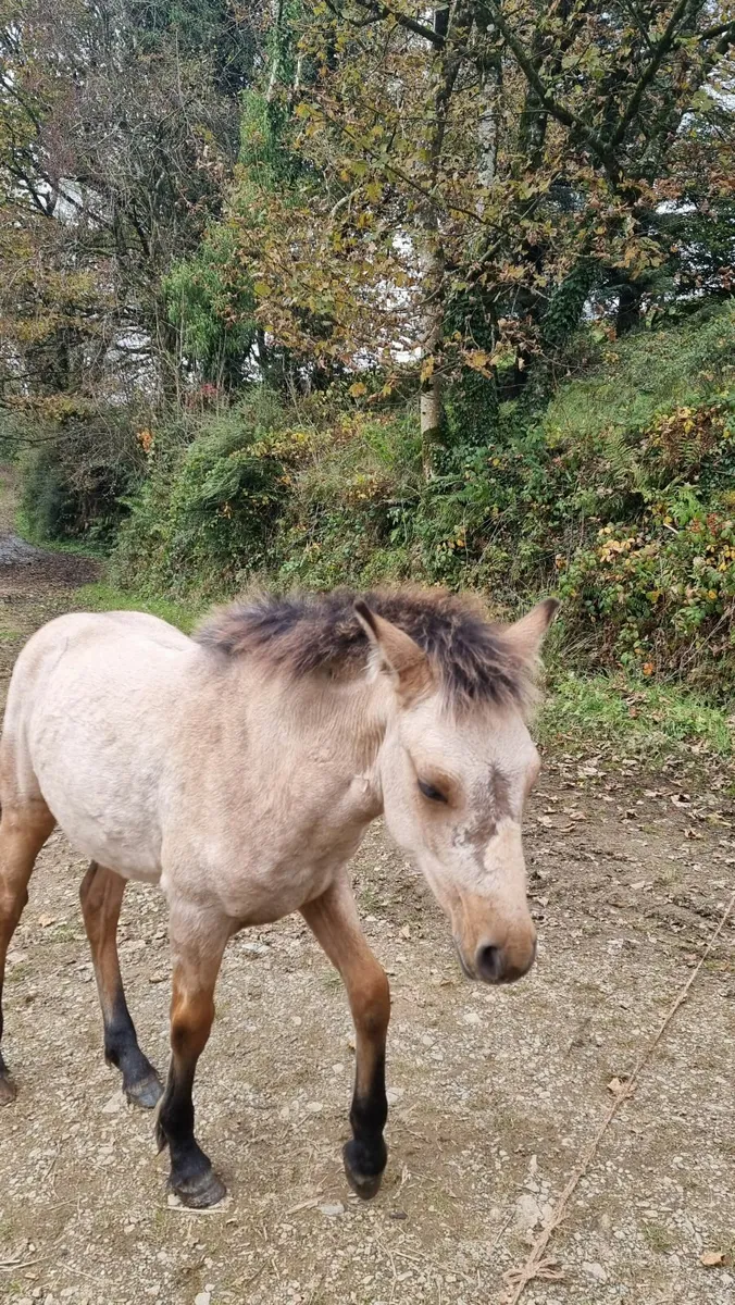 Beautiful Connemara Filly. - Image 3
