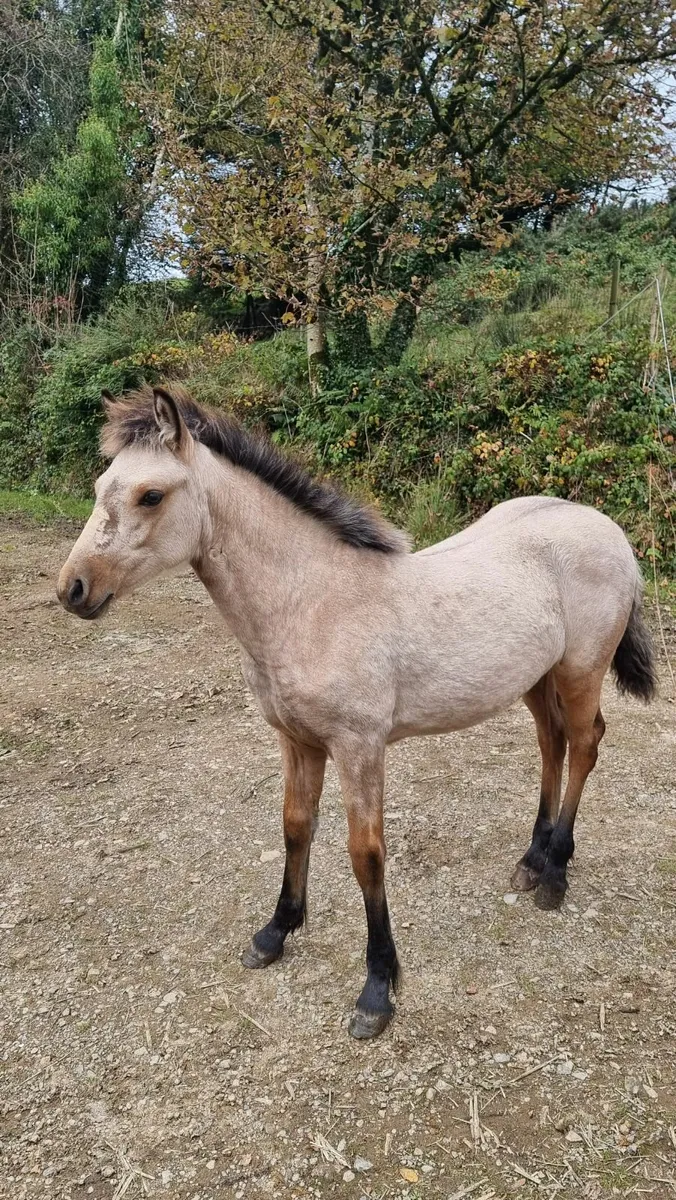 Beautiful Connemara Filly. - Image 4