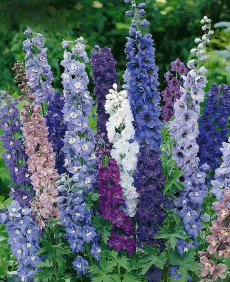 Garden Delphinium Emerald Pacific Mix seeds 0.1g