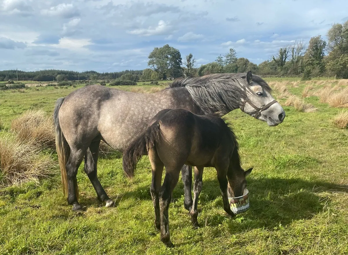 Connemara Colt Foal - Image 4