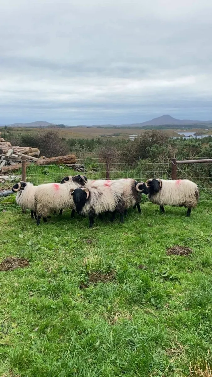 Sun 12th Oct Ram Show & Sale at 1pm Clifden Mart - Image 2