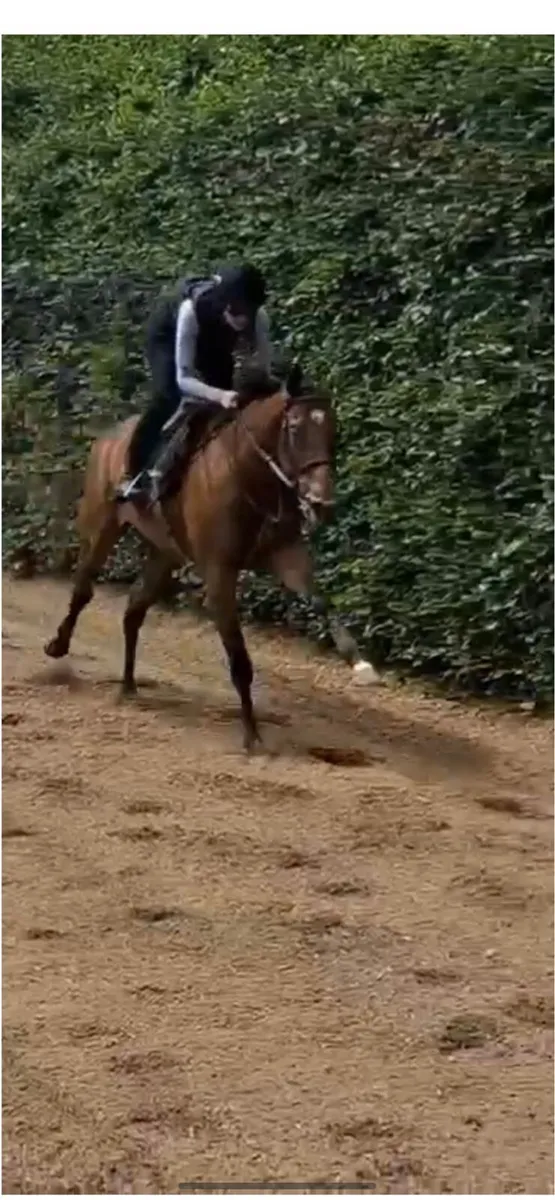 3yr old filly by Teofilo - Image 1