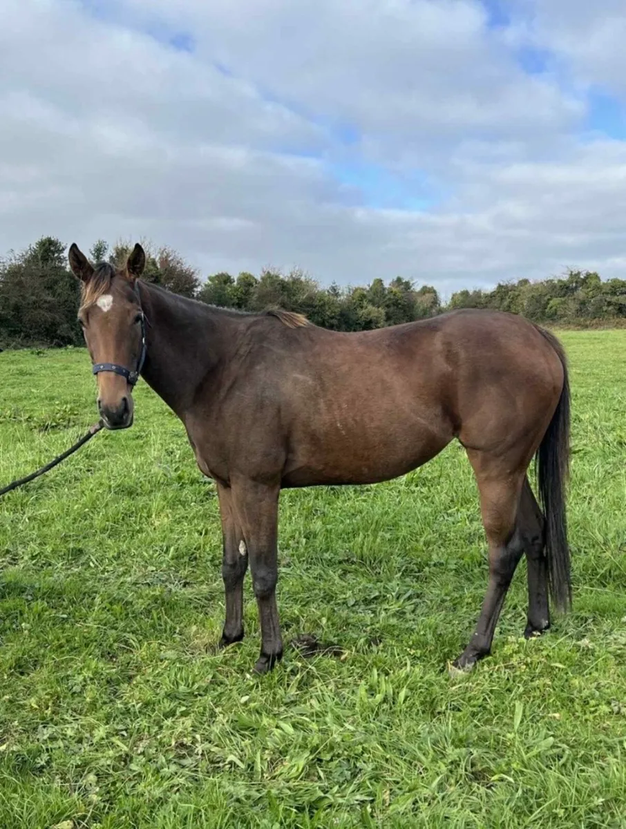 3yr old filly by Teofilo - Image 2