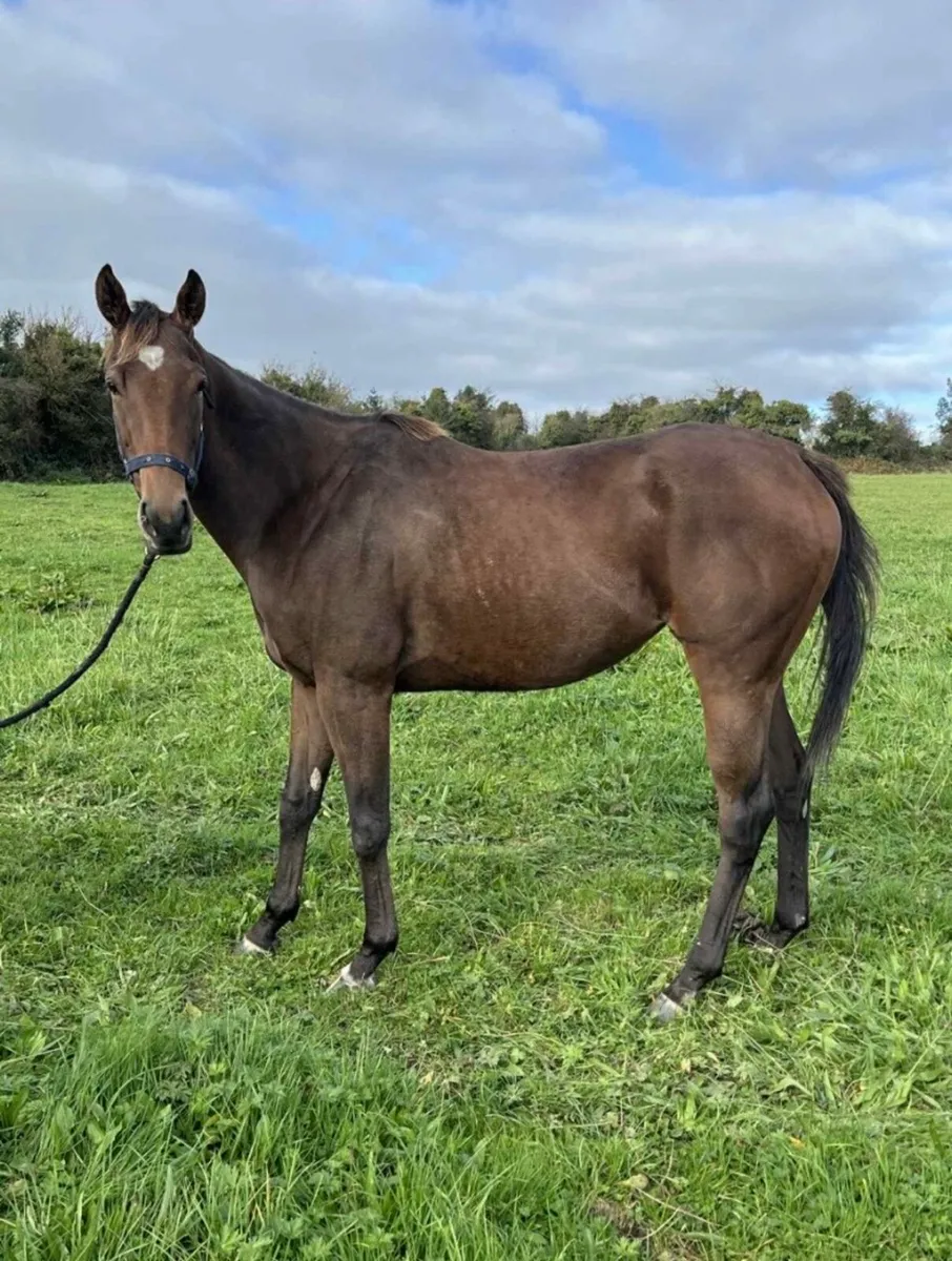 3yr old filly by Teofilo - Image 3
