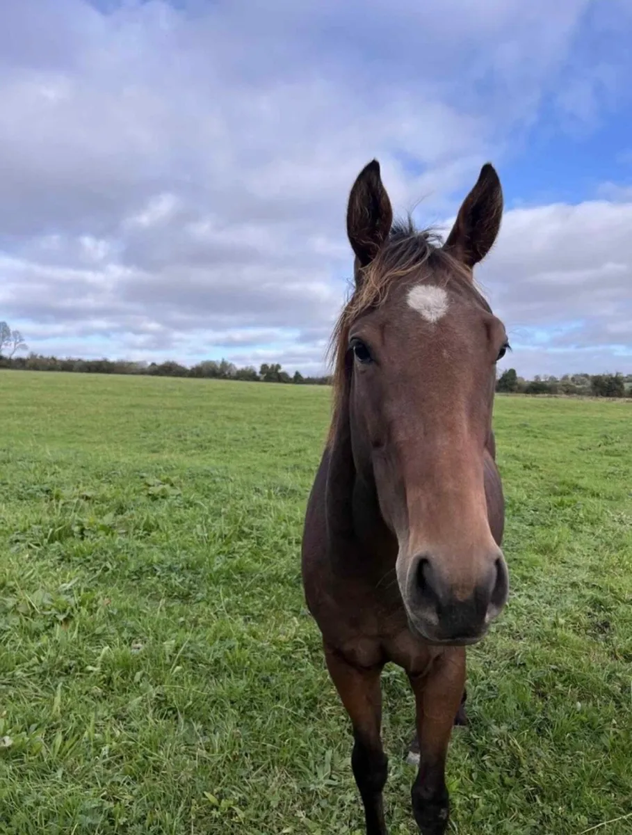 3yr old filly by Teofilo - Image 4