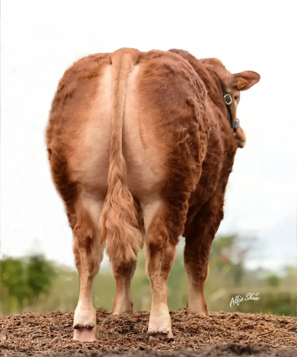 Quiet Mature Young Limousin Bull - Image 2