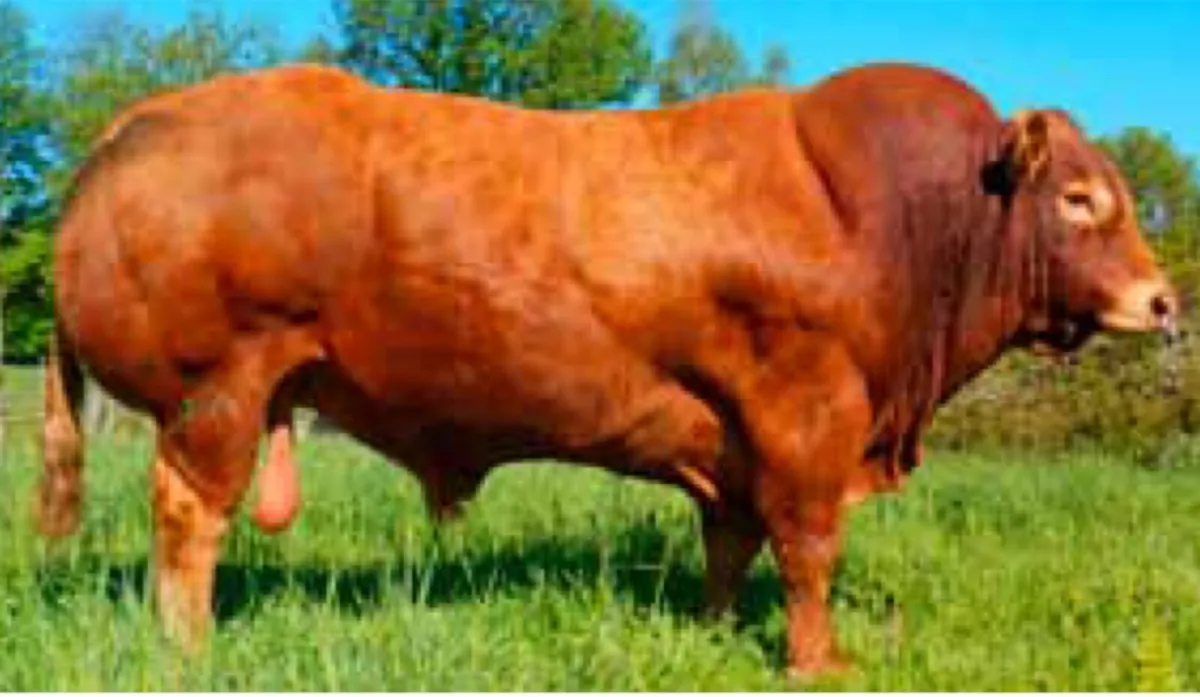 Quiet Mature Young Limousin Bull - Image 3
