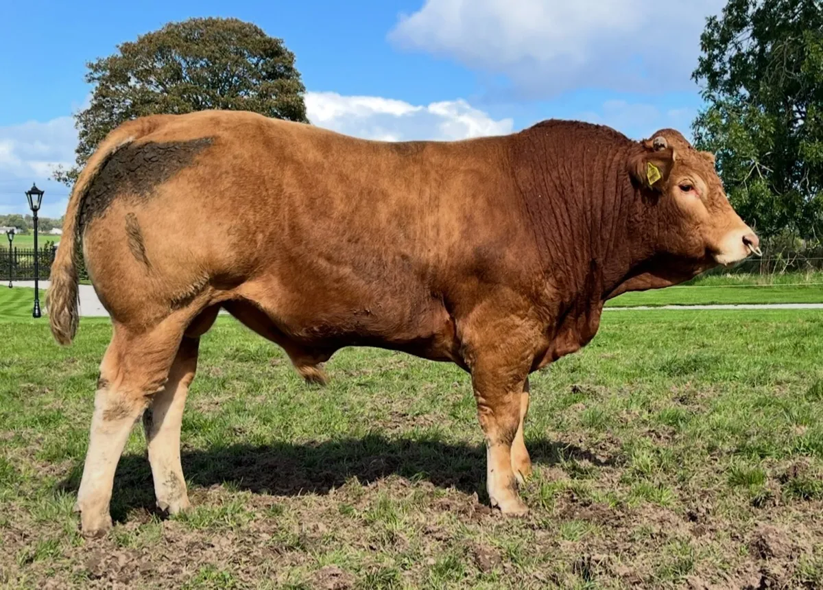 Quiet Mature Young Limousin Bull - Image 1