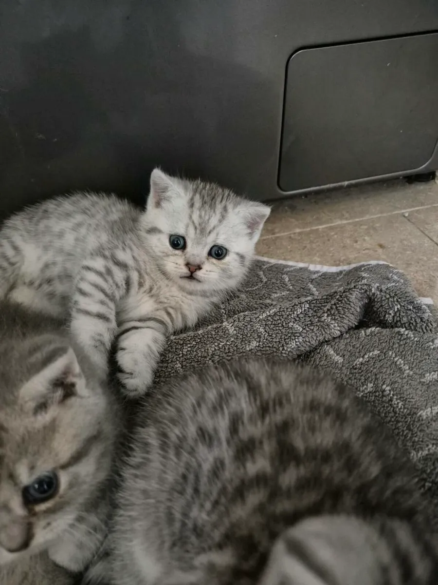 British Shorthair Kittens - Image 2