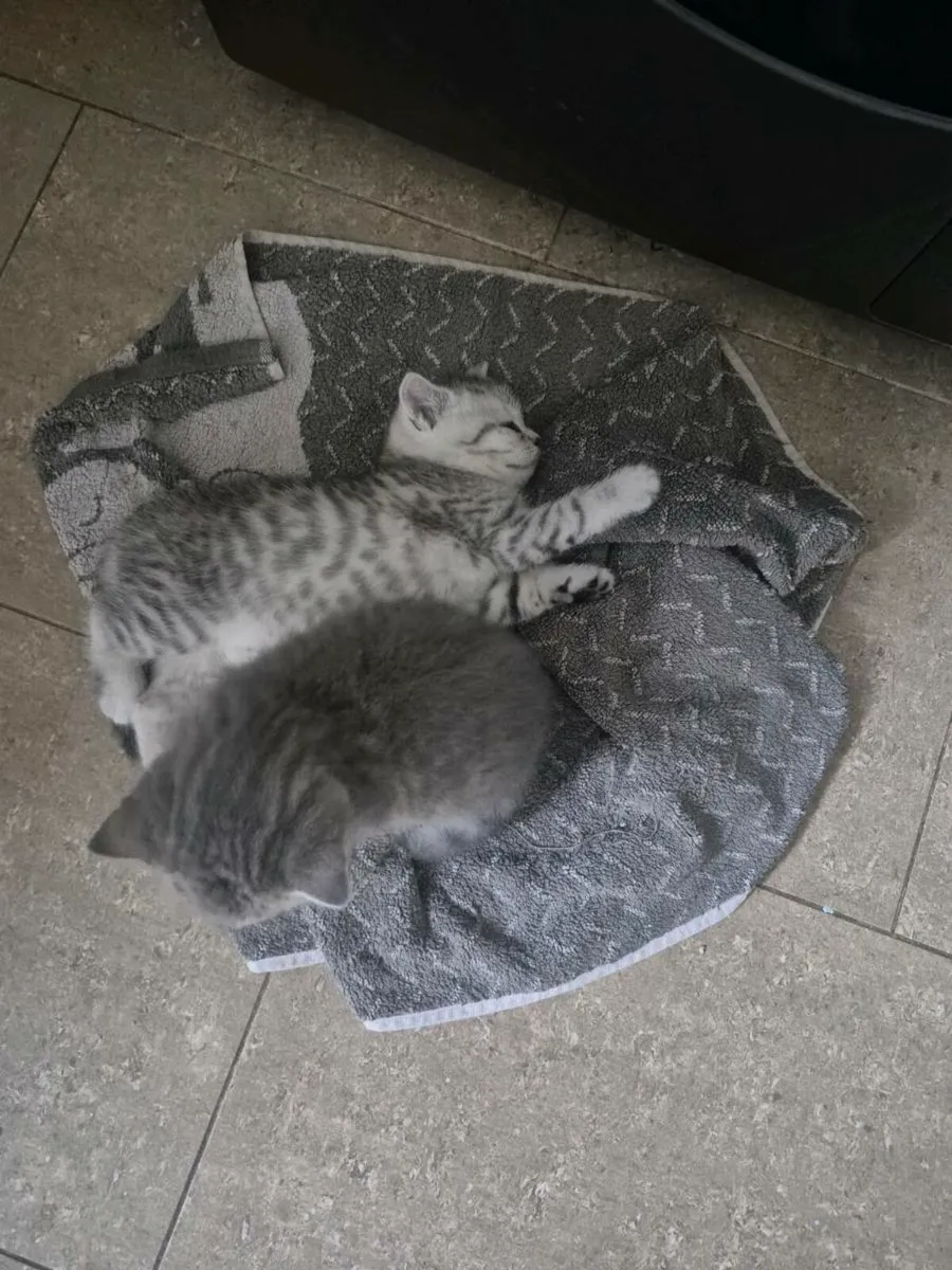 British Shorthair Kittens - Image 3