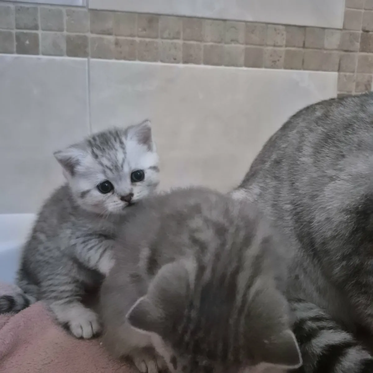 British Shorthair Kittens - Image 4