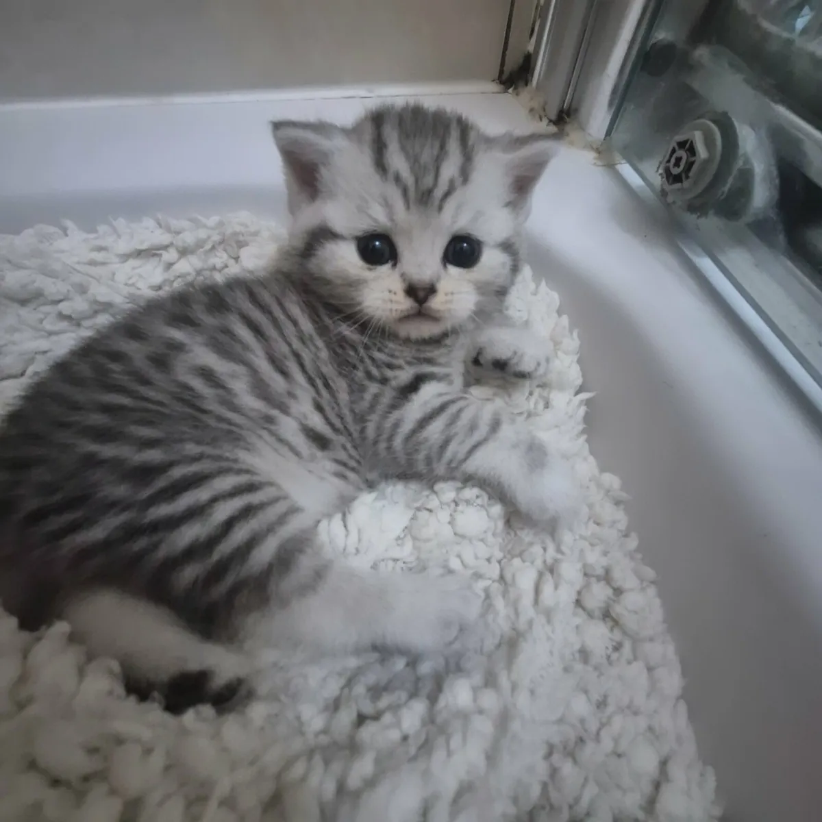 British Shorthair Kittens - Image 1