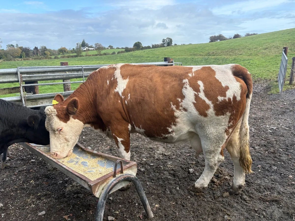 Cull cow - Image 1