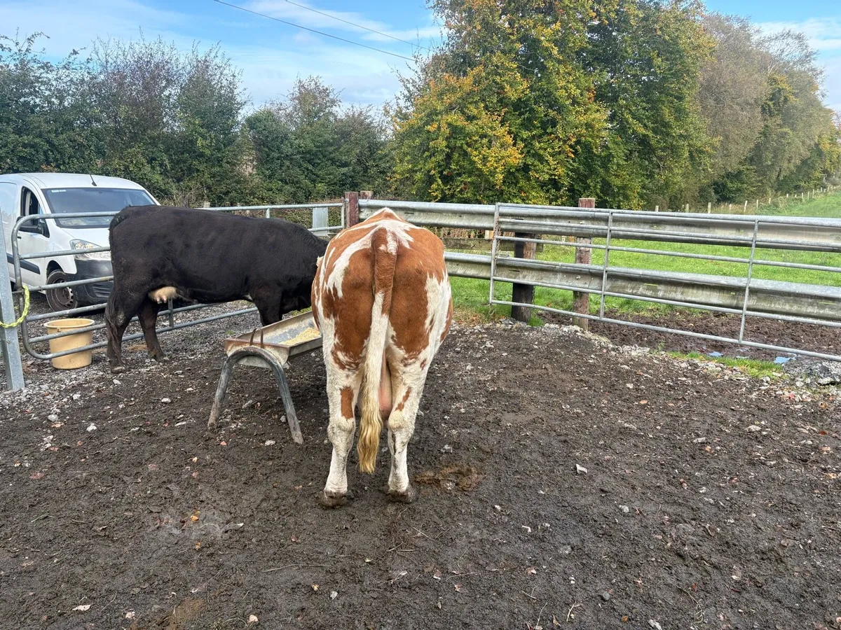 Cull cow - Image 2