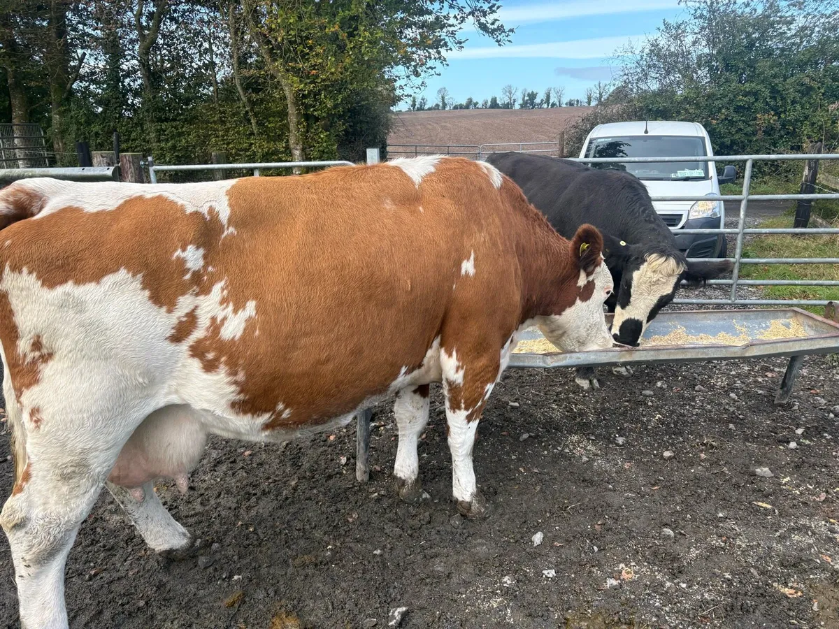 Cull cow - Image 3