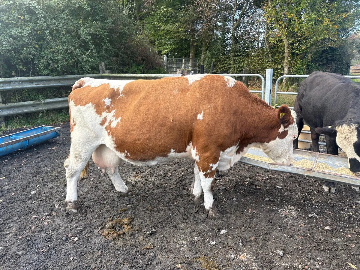 Cull cow - Image 4