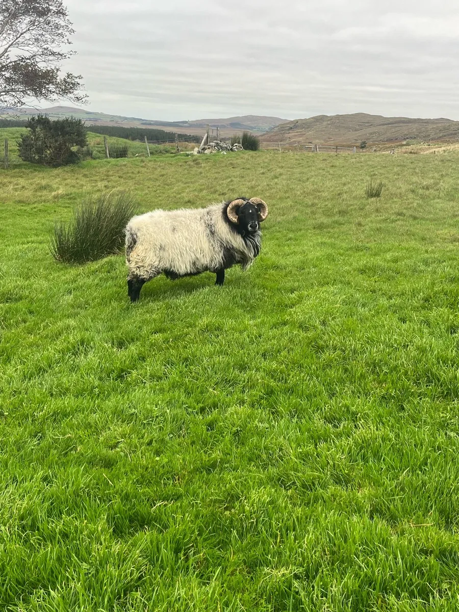 Mayo Blackface Rams - Image 2