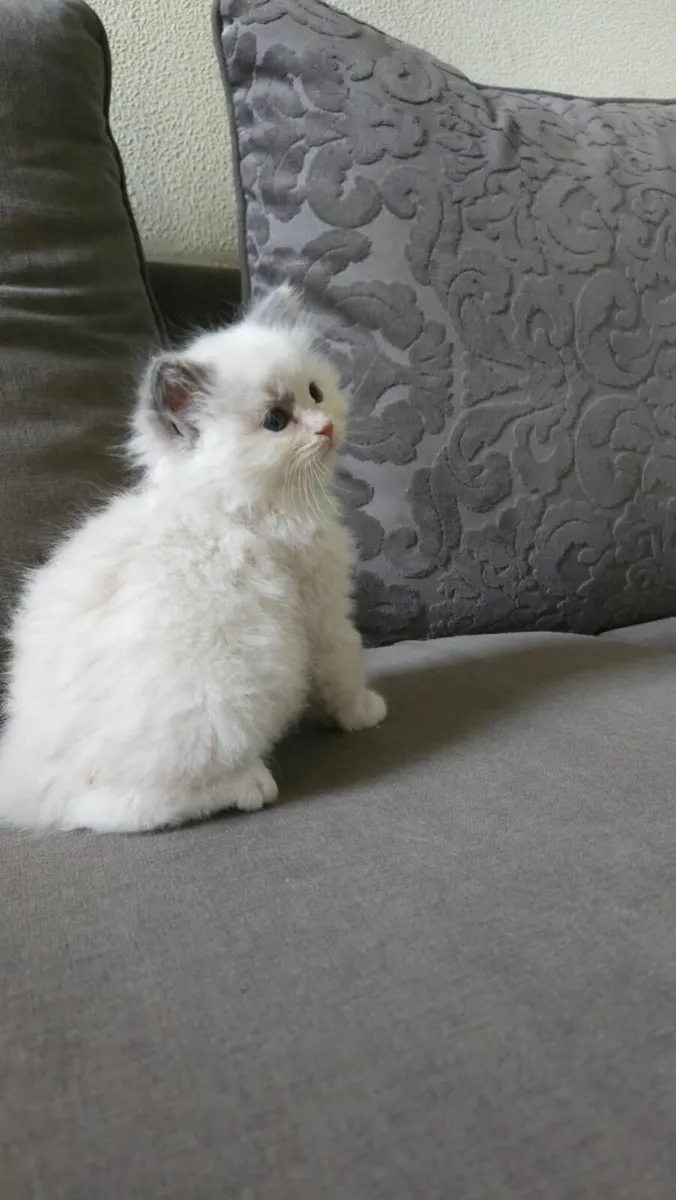 Ragdoll kittens - Image 1
