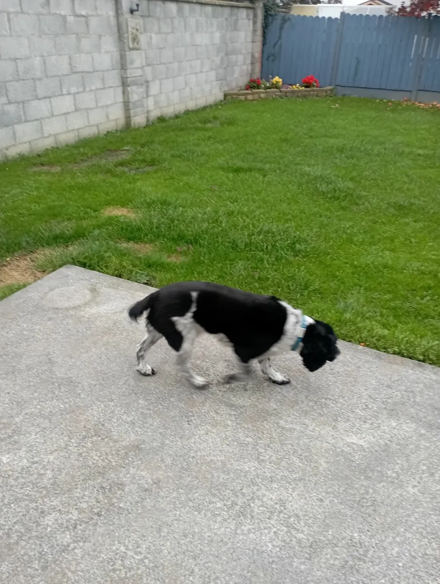Dog - Image 1
