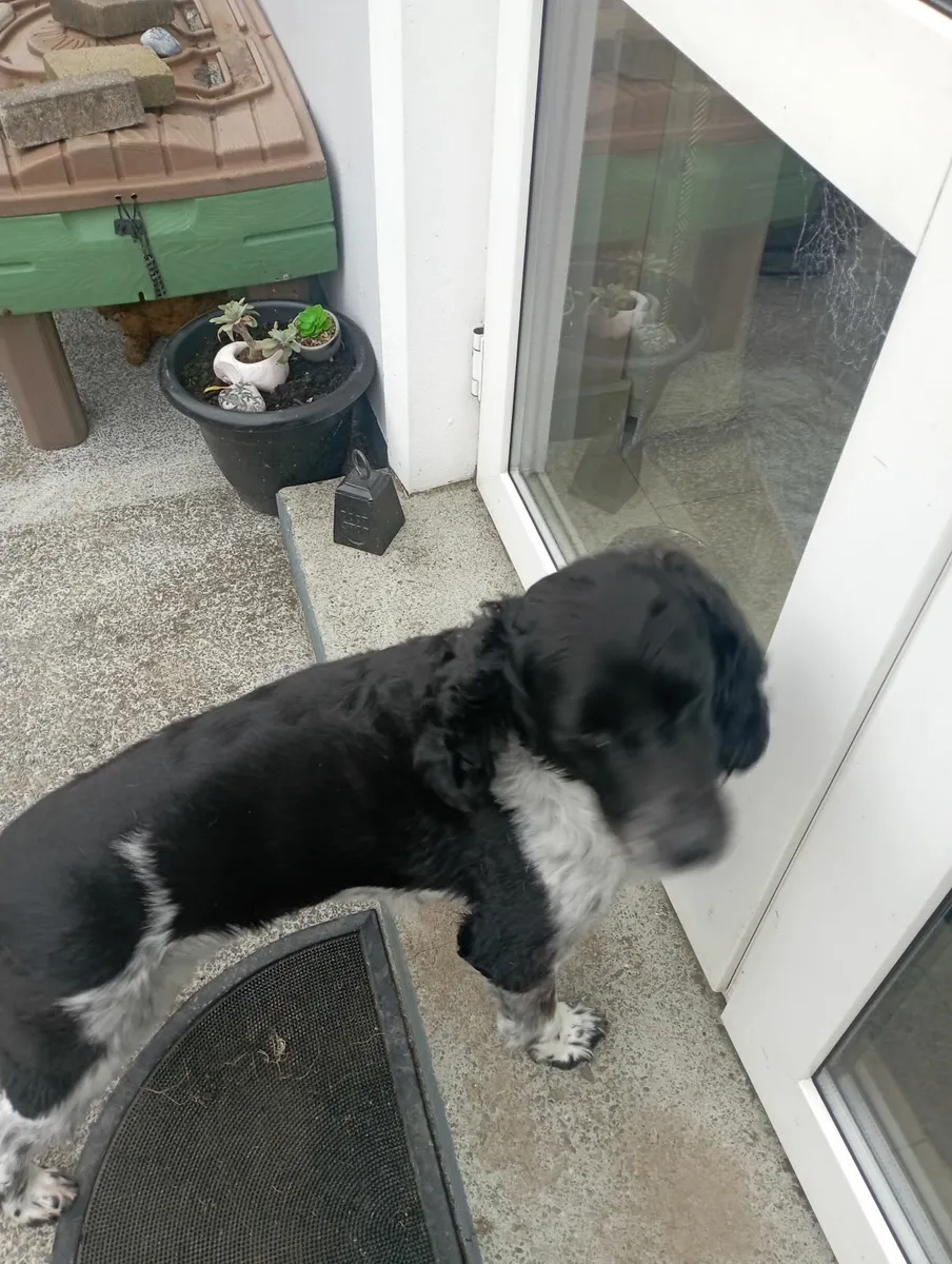Dog - Image 2