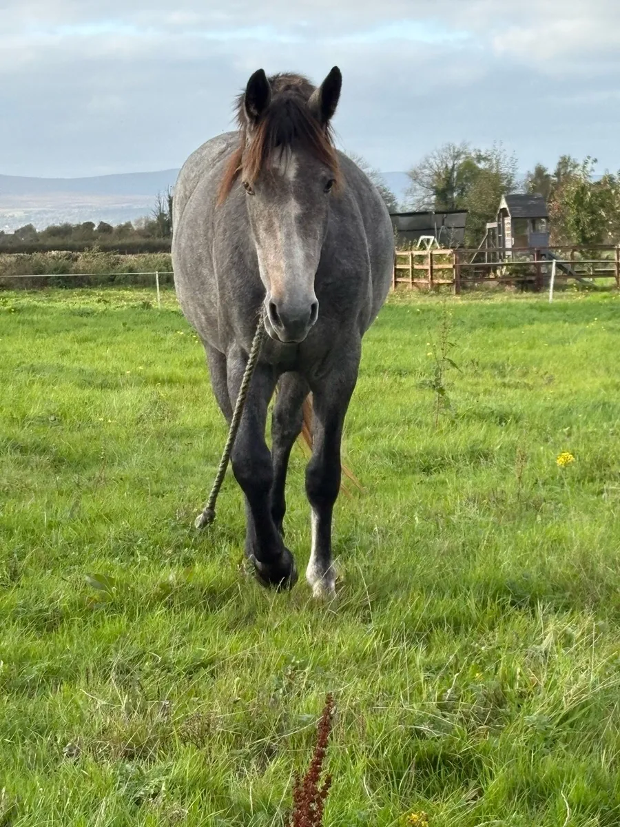 Turning 3yr old filly - Image 1