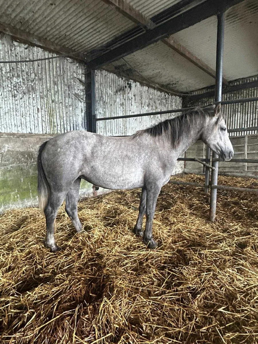 Connemara  fillies 3yrs rising 4yrs - Image 1