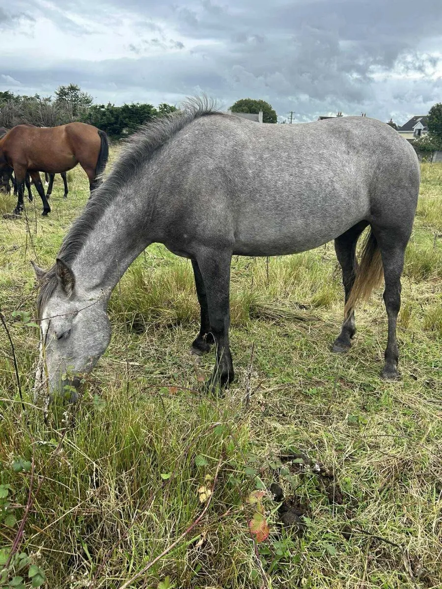 Connemara  fillies 3yrs rising 4yrs - Image 2