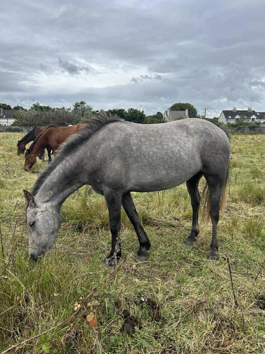 Connemara  fillies 3yrs rising 4yrs - Image 3