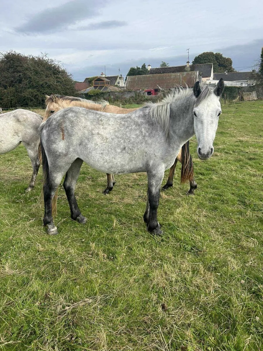 Connemara  fillies 3yrs rising 4yrs - Image 4