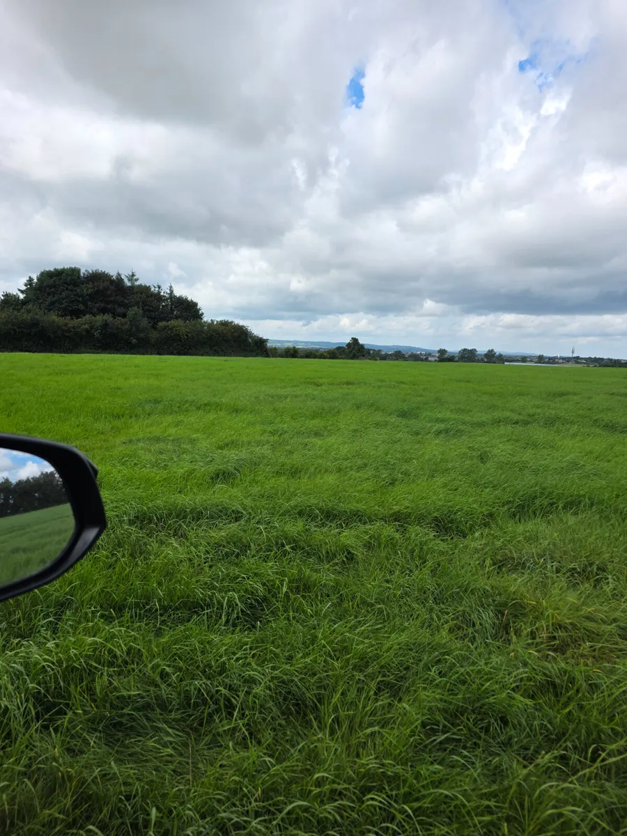 Grass for sheep - Image 1