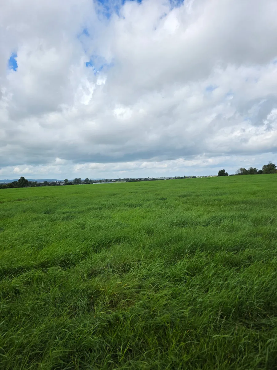 Grass for sheep - Image 2