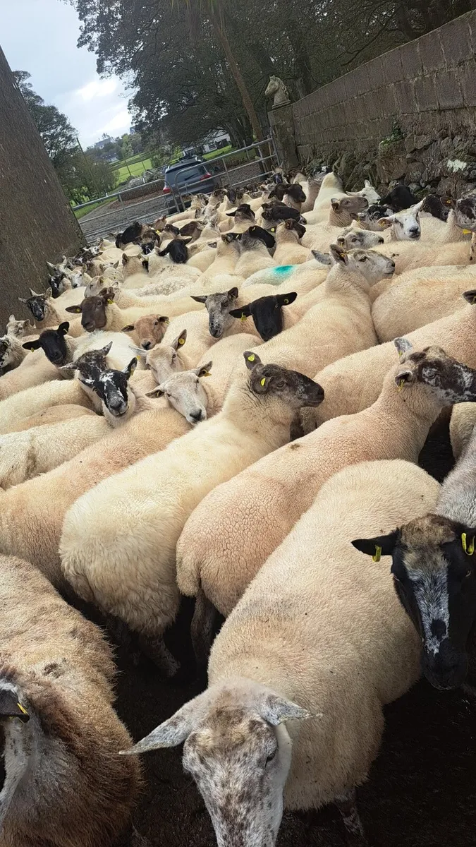 🔥 Sponged Springing ewes 🔥 - Image 1