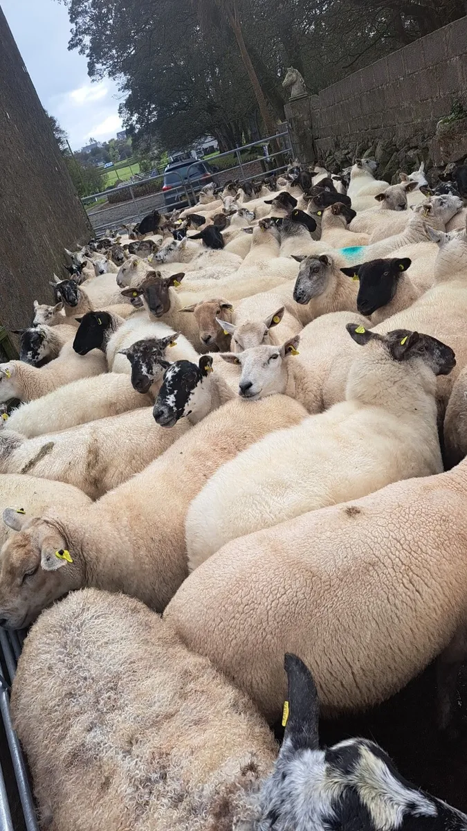 🔥 Sponged Springing ewes 🔥 - Image 2