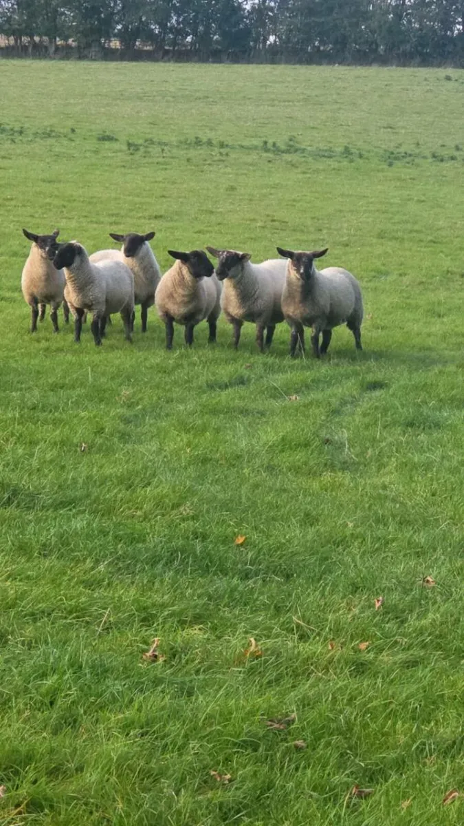 Ewe lambs - Image 1