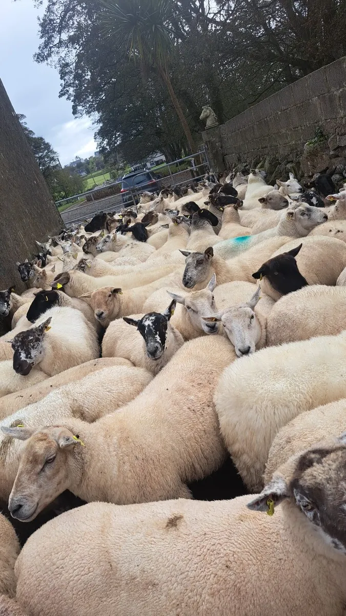 🔥 Sponged Springing ewes 🔥 - Image 3